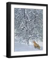 Fox in Snow-Harro Maass-Framed Giclee Print