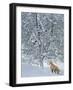 Fox in Snow-Harro Maass-Framed Giclee Print