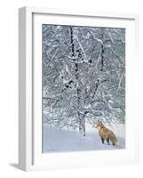 Fox in Snow-Harro Maass-Framed Giclee Print