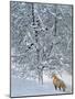 Fox in Snow-Harro Maass-Mounted Giclee Print