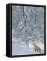 Fox in Snow-Harro Maass-Framed Stretched Canvas