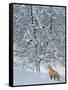 Fox in Snow-Harro Maass-Framed Stretched Canvas