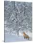 Fox in Snow-Harro Maass-Stretched Canvas