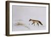 Fox in Snow-Jane Neville-Framed Giclee Print