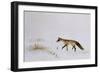 Fox in Snow-Jane Neville-Framed Giclee Print