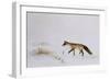 Fox in Snow-Jane Neville-Framed Giclee Print