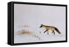 Fox in Snow-Jane Neville-Framed Stretched Canvas