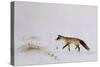 Fox in Snow-Jane Neville-Stretched Canvas