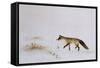 Fox in Snow-Jane Neville-Framed Stretched Canvas