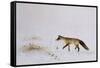 Fox in Snow-Jane Neville-Framed Stretched Canvas