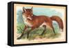 Fox in the Meadow-null-Framed Stretched Canvas