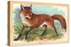 Fox in the Meadow-null-Stretched Canvas