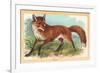 Fox in the Meadow-null-Framed Art Print