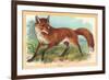 Fox in the Meadow-null-Framed Premium Giclee Print