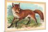 Fox in the Meadow-null-Mounted Premium Giclee Print