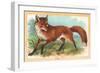 Fox in the Meadow-null-Framed Art Print