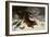 Fox in the Snow, 1860 (Oil on Canvas)-Gustave Courbet-Framed Giclee Print