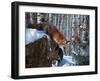 Fox in Winter-Kevin Daniel-Framed Art Print