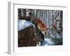 Fox in Winter-Kevin Daniel-Framed Art Print