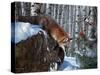 Fox in Winter-Kevin Daniel-Stretched Canvas