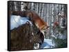 Fox in Winter-Kevin Daniel-Framed Stretched Canvas