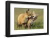 Fox Kits At Play-null-Framed Art Print