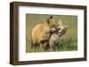 Fox Kits At Play-null-Framed Art Print