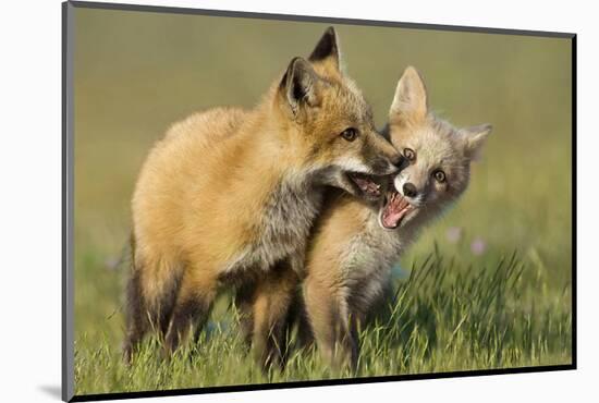 Fox Kits At Play-null-Mounted Art Print