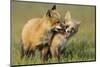 Fox Kits At Play-null-Mounted Art Print