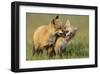 Fox Kits At Play-null-Framed Art Print