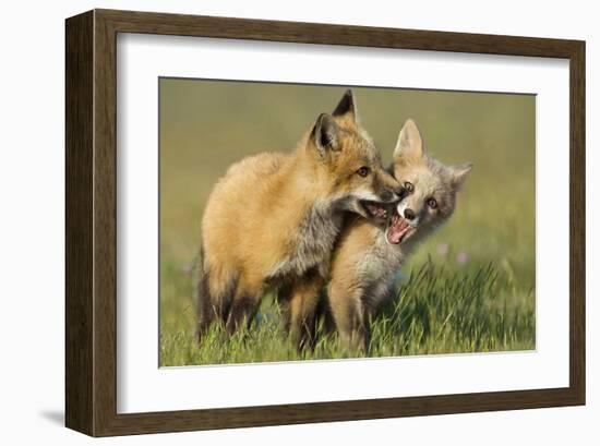 Fox Kits At Play-null-Framed Art Print