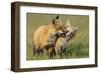 Fox Kits At Play-null-Framed Art Print