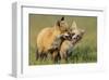 Fox Kits At Play-null-Framed Art Print