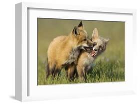 Fox Kits At Play-null-Framed Art Print