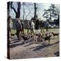 Fox Meet, Surrey 1960s-null-Stretched Canvas