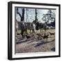 Fox Meet, Surrey 1960s-null-Framed Photographic Print