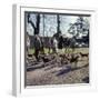 Fox Meet, Surrey 1960s-null-Framed Photographic Print