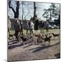 Fox Meet, Surrey 1960s-null-Mounted Photographic Print