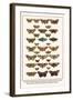 Fox Moth, Clouded Buff, Oak Eggar, Oak Hawkmoth, Four-Spotted Footman, Goat Moth, etc.-Albertus Seba-Framed Art Print