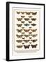 Fox Moth, Clouded Buff, Oak Eggar, Oak Hawkmoth, Four-Spotted Footman, Goat Moth, etc.-Albertus Seba-Framed Art Print