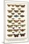 Fox Moth, Clouded Buff, Oak Eggar, Oak Hawkmoth, Four-Spotted Footman, Goat Moth, etc.-Albertus Seba-Mounted Art Print