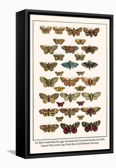 Fox Moth, Clouded Buff, Oak Eggar, Oak Hawkmoth, Four-Spotted Footman, Goat Moth, etc.-Albertus Seba-Framed Stretched Canvas