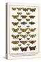 Fox Moth, Clouded Buff, Oak Eggar, Oak Hawkmoth, Four-Spotted Footman, Goat Moth, etc.-Albertus Seba-Stretched Canvas