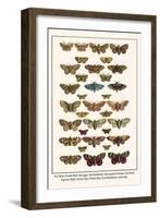 Fox Moth, Clouded Buff, Oak Eggar, Oak Hawkmoth, Four-Spotted Footman, Goat Moth, etc.-Albertus Seba-Framed Art Print