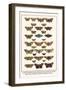 Fox Moth, Clouded Buff, Oak Eggar, Oak Hawkmoth, Four-Spotted Footman, Goat Moth, etc.-Albertus Seba-Framed Art Print