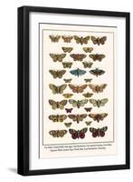 Fox Moth, Clouded Buff, Oak Eggar, Oak Hawkmoth, Four-Spotted Footman, Goat Moth, etc.-Albertus Seba-Framed Art Print