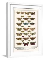 Fox Moth, Clouded Buff, Oak Eggar, Oak Hawkmoth, Four-Spotted Footman, Goat Moth, etc.-Albertus Seba-Framed Art Print