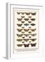 Fox Moth, Clouded Buff, Oak Eggar, Oak Hawkmoth, Four-Spotted Footman, Goat Moth, etc.-Albertus Seba-Framed Art Print