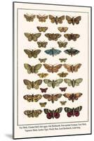 Fox Moth, Clouded Buff, Oak Eggar, Oak Hawkmoth, Four-Spotted Footman, Goat Moth, etc.-Albertus Seba-Mounted Art Print