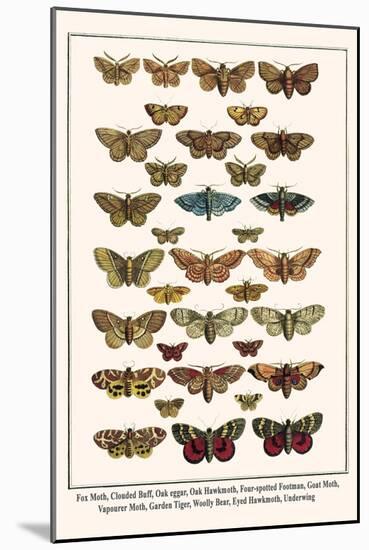 Fox Moth, Clouded Buff, Oak Eggar, Oak Hawkmoth, Four-Spotted Footman, Goat Moth, etc.-Albertus Seba-Mounted Art Print